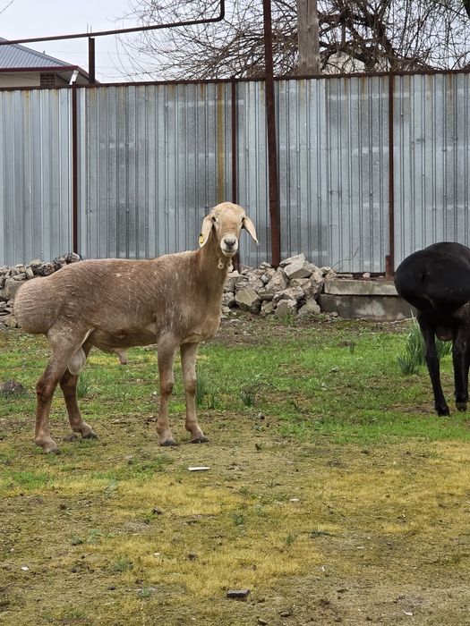 Арашан Сарыагаш Капланбек