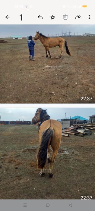 Айғыр сатылады алмастыру