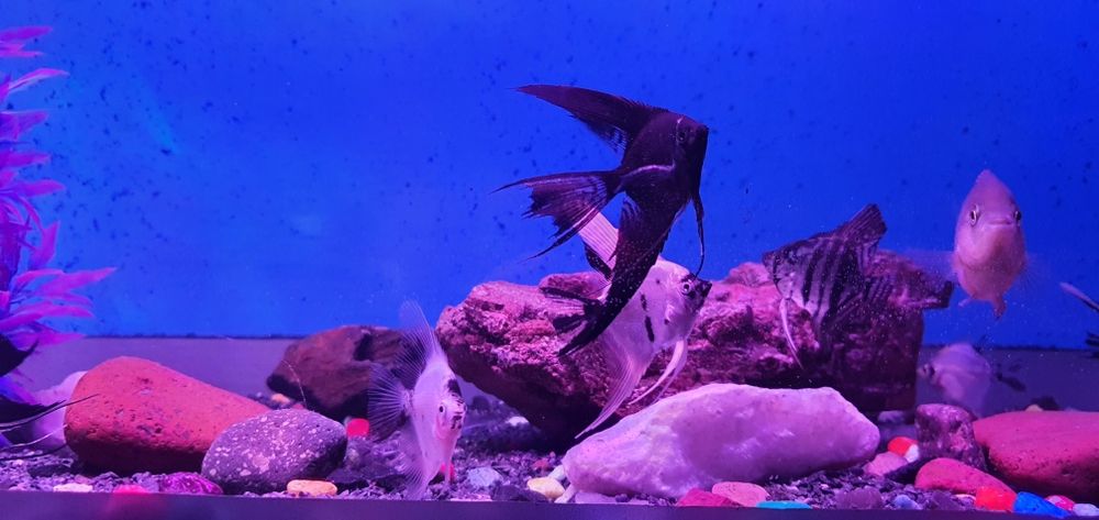 Vueliviy skalarila sotiladi yoki severumlaga abmen