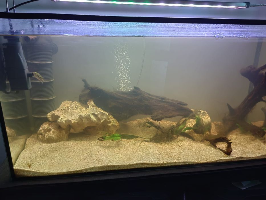 Vând acvariu 112L cu tetraodon nigroviridis