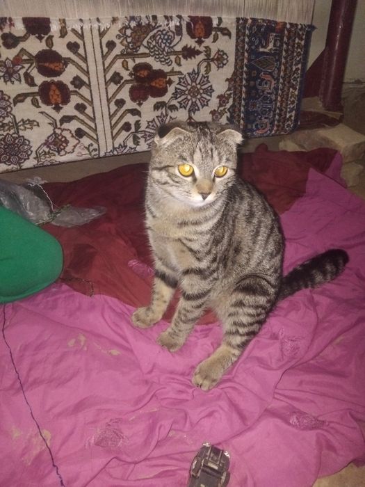 Mushuk sotiladi oʻgʻil bola zoti toza