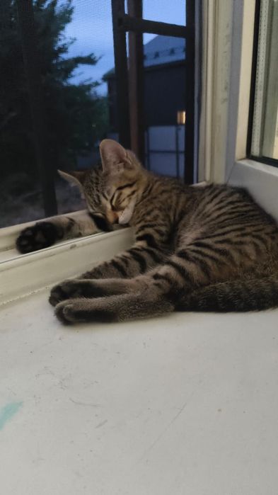 Отдам красого котёнка (кошечка)