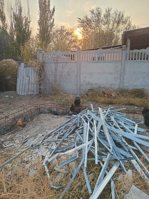 Петуха брамма продам.