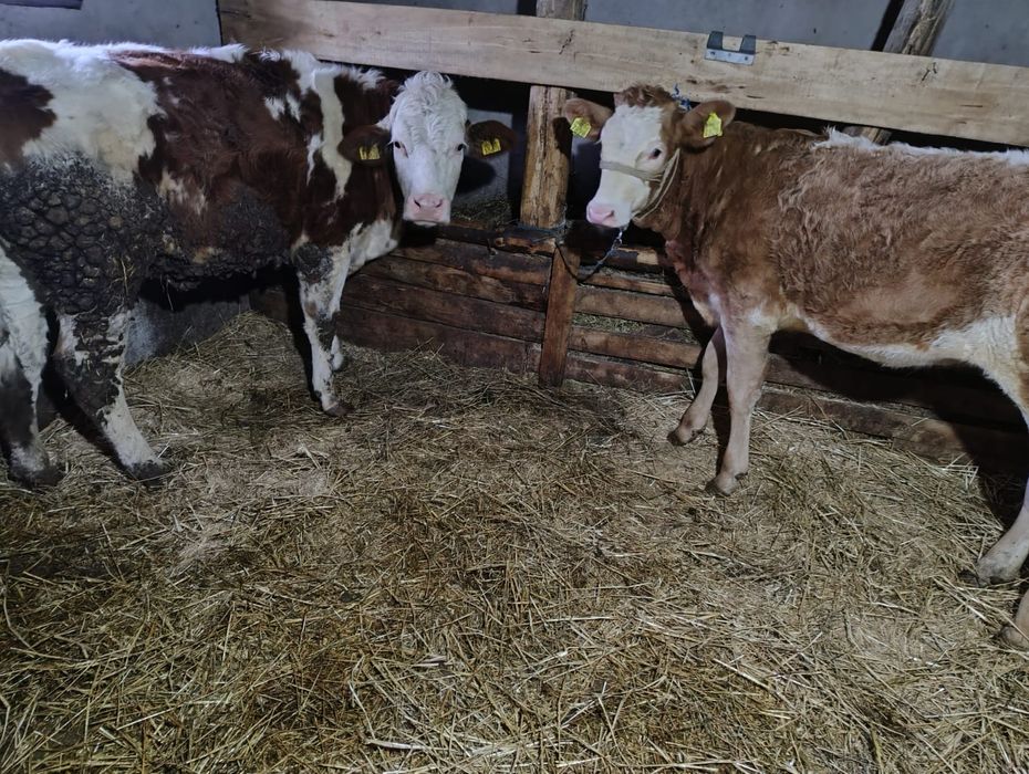 Vand două juninci gestante