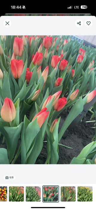 Голландские Тюльпаны оптом