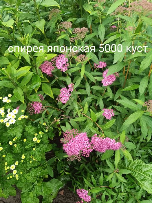 Продам цветы многолетний