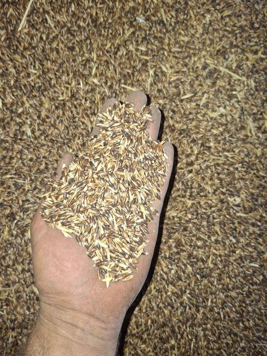 Черен овес (avena strigosa)
