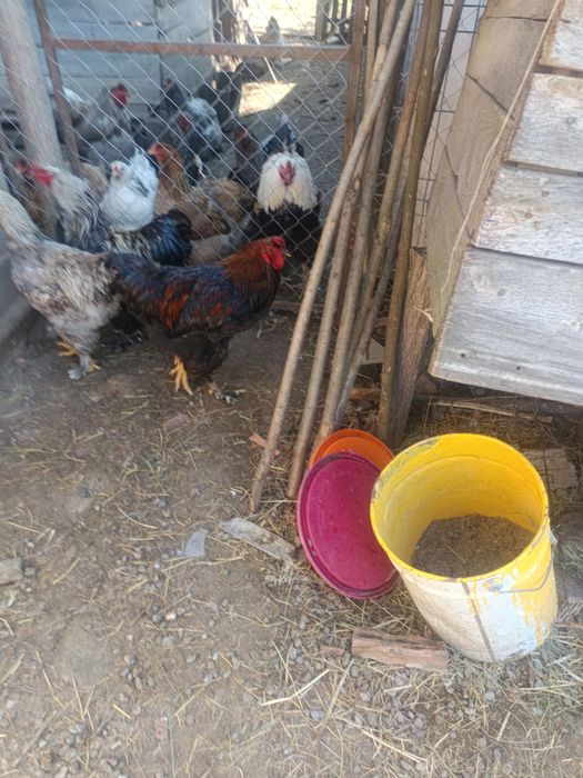 gaini brahma Cocosi brahma ,Oua din gainile din poze brahma ,motate ,paduana strumsky batan