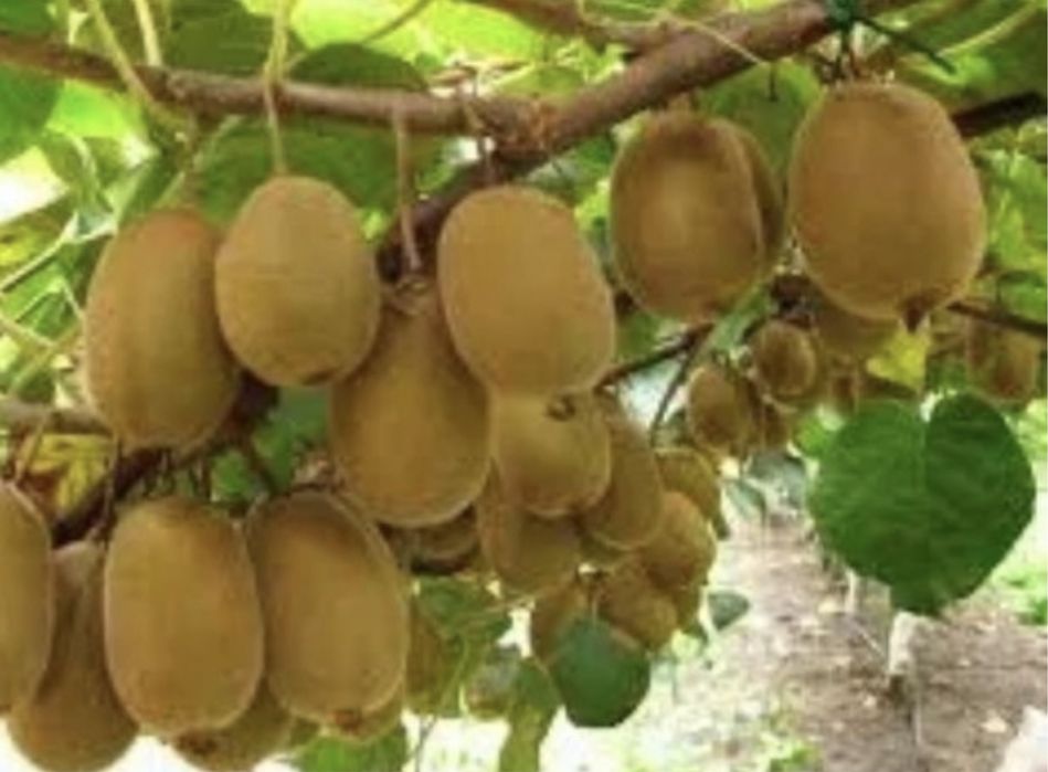 Kiwi galben actinidia delicoasa golden