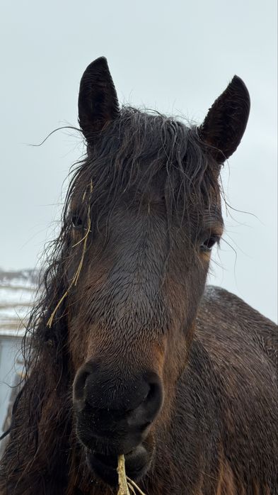 Лошади для разведения