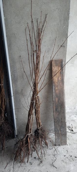 Soc, Aluni pe rod la 2 m diverse soiuri, preț en gros- kaki Rodiu