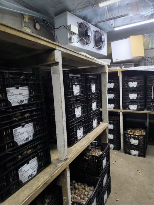 Бронь тюльпанов Алматы