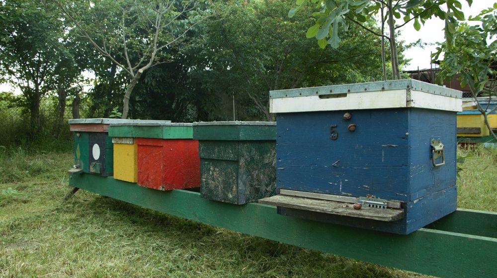 Stupina 4 familii albine si 20 lazi