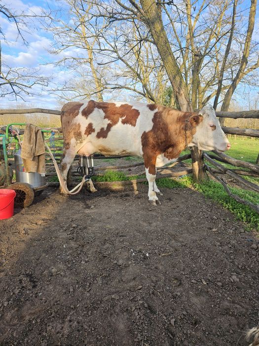 De vanzare vaca tanara de 4 ani