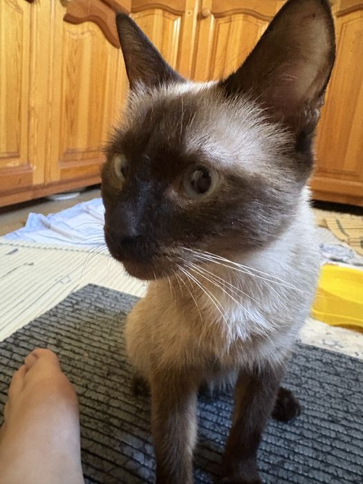 Продаётся Сиамская кошка