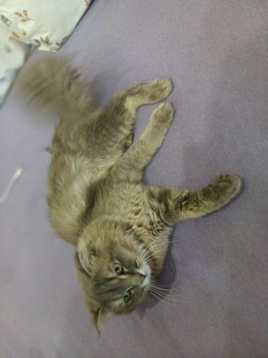 Mushug scottish fold