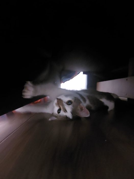 Отдам котенка в дорогие руки