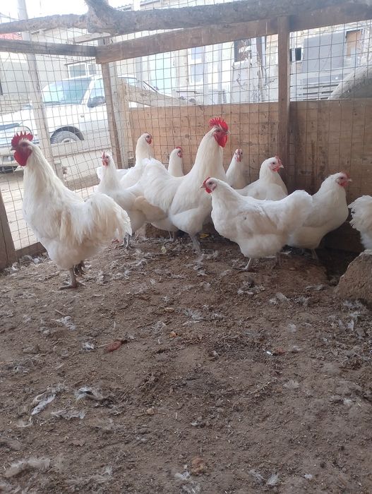 Белый окрас Австролорп читайте описания