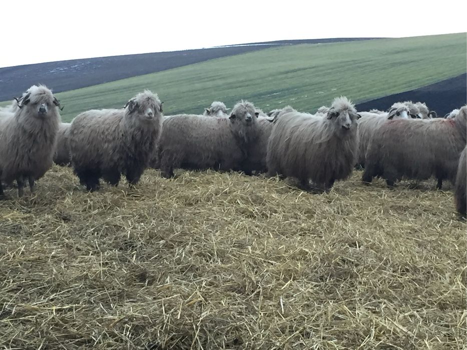 Vand oi turcane pe ales