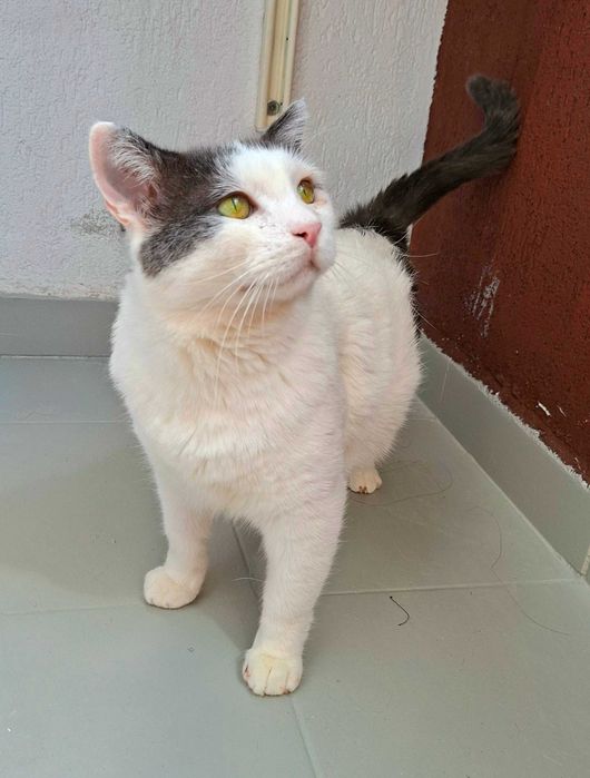 Adoptie motan alb castrat