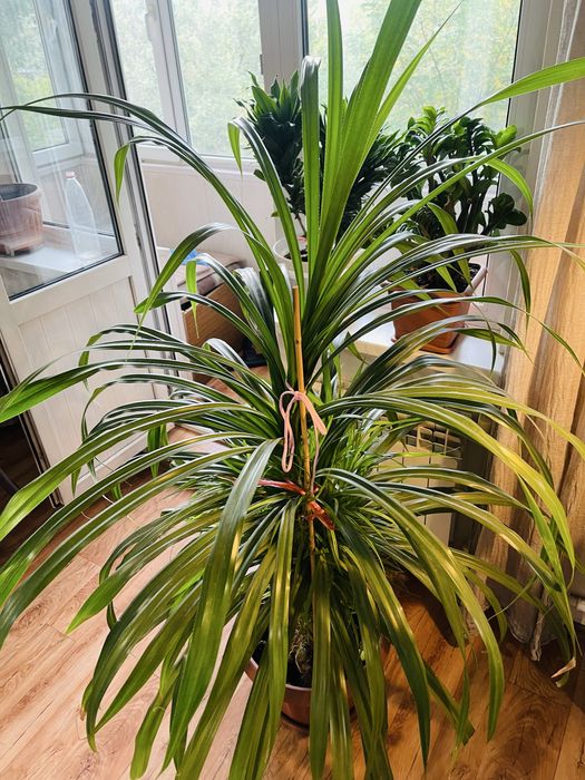 Пандаус огромный цветок