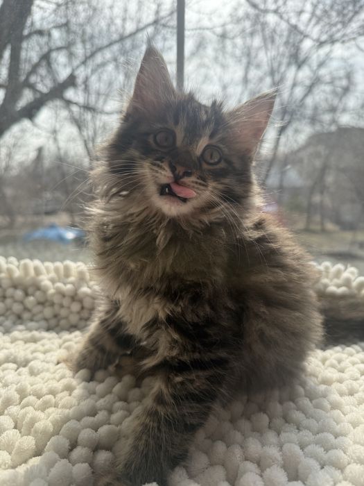 Котенкти мейкун сибирьская .