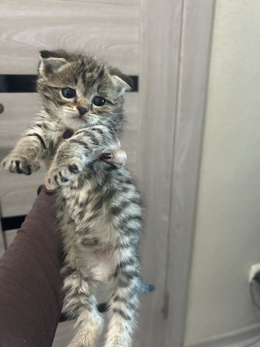 Котенок скоттиш страйт