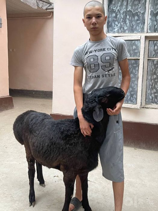 Qoʻyla 40 45 kilodan oshu