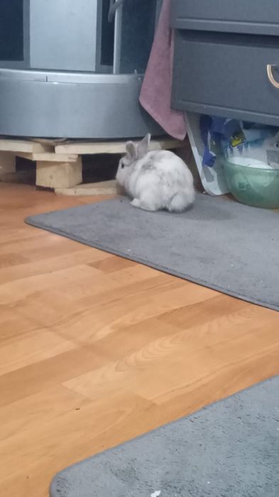 Кролик декоративный