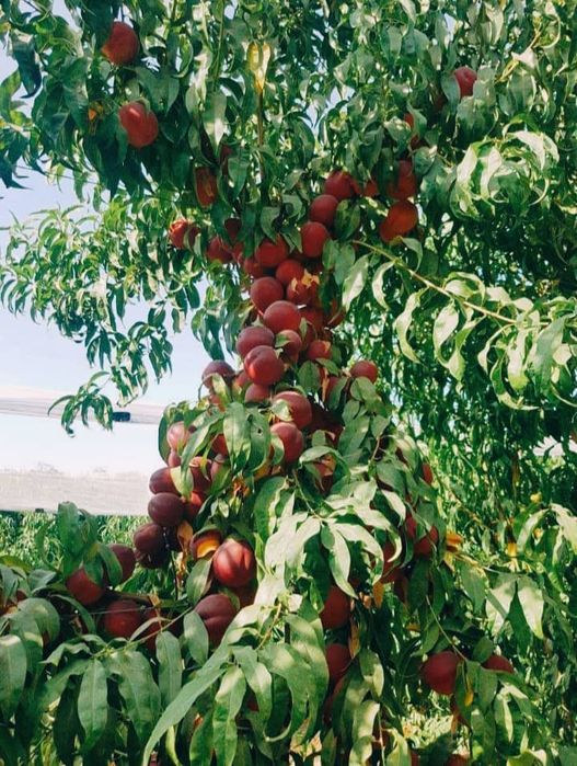 Баржа турдаги шафтоли кучатлари бор 100 к.
