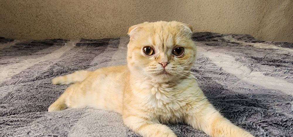 Скотиш фолд зотли мушукча сотилади юмшик юввош угил бола соглом