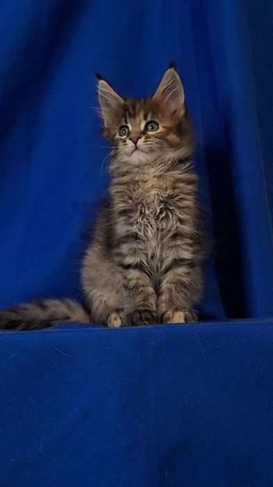 Самые кистявые мейн-куны в Казахстане!