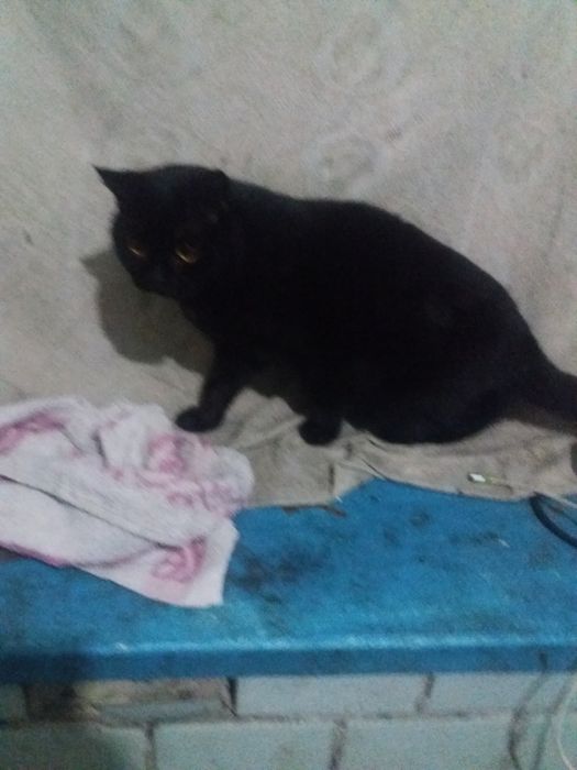 Кот, доставка бесплатно