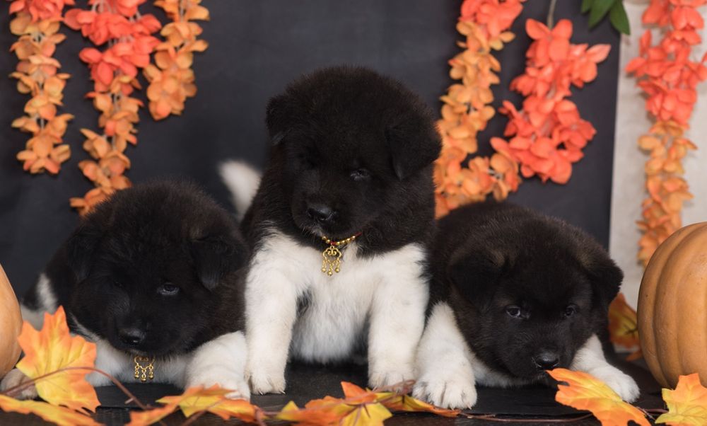 Щенки Американской Акиты