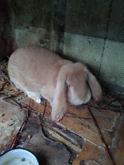 Кочоват женски заек