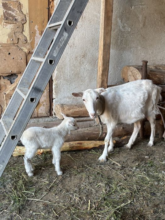 Лак бар сатылады