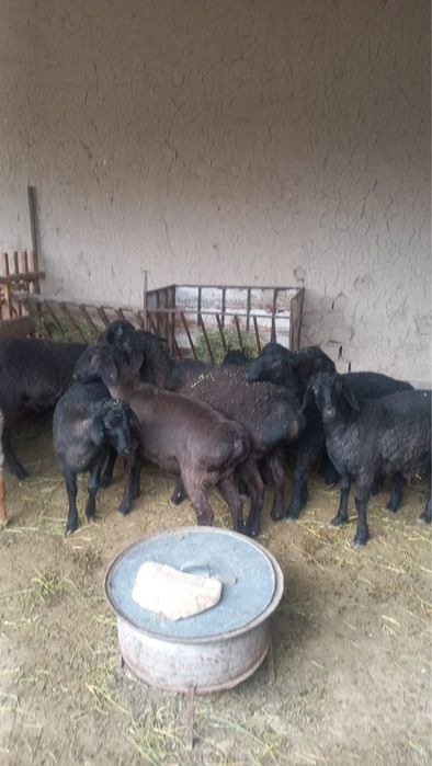 Семіз жас қойлар сатылады