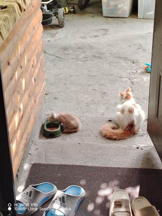 Котята отдам даром