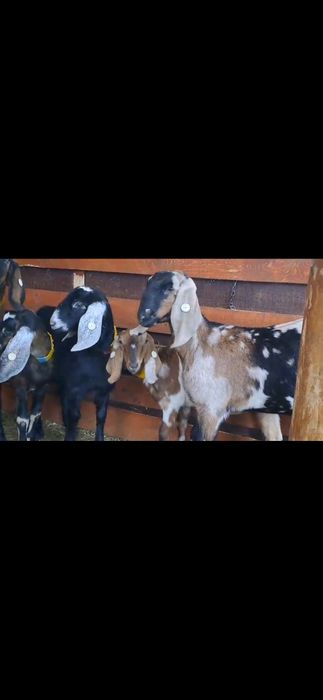 Vând 5iede si 2tapi Anglo Nubian