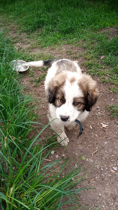 Алабай щенок 20000тыс.тг