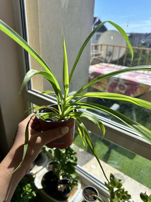 Хлорофитум готови за засаждане