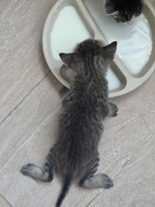 Котёнок домашний