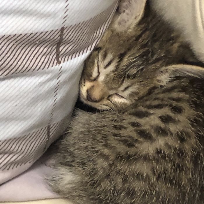 Котик дарим хороший руке