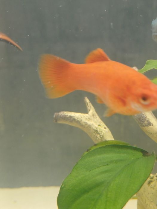 Молинезия и меченосец