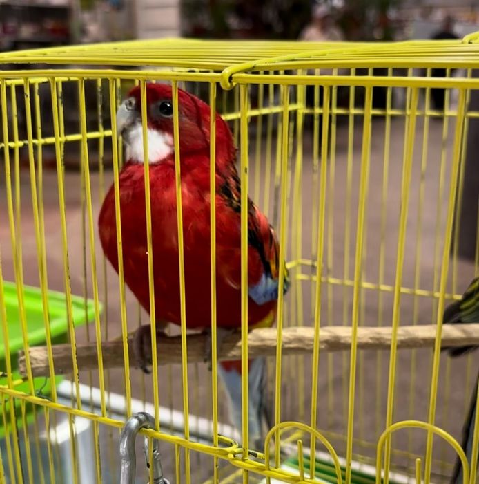 Розелла гранатовый певчии попугай