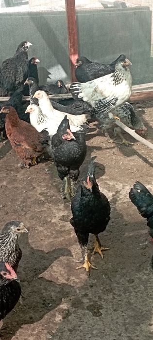 Продаются домашние КУРЫ Кибрай