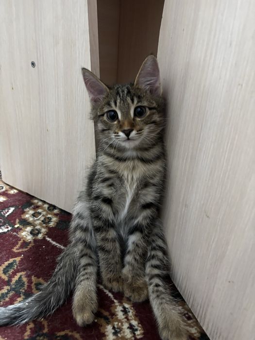 Мальчик 3 месяца.