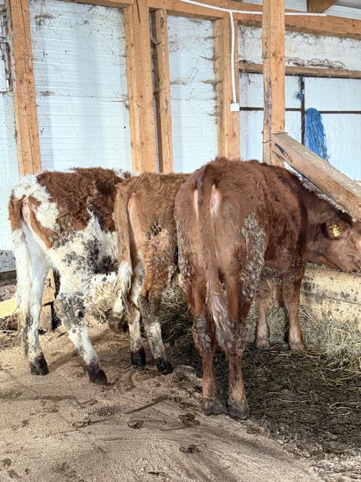 Vand 3 vitele baltate