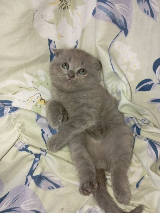 Мушуклар сотилади