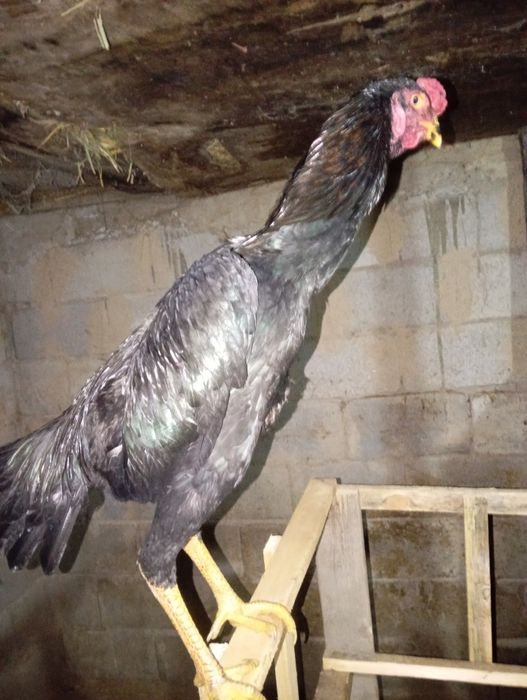 Ассаламу Алейкум! Продам Шамо